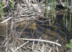Анапчане без стеснения бросают мусор в реку, где проживает около десяти видов лягушек