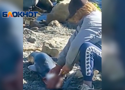 Жарящие шашлык из дельфина бездомные на пляже в Анапе попали на видео