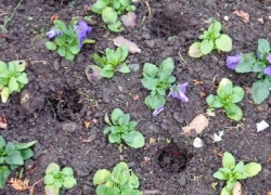 Таинственное исчезновение виол: в Анапе воруют цветы 