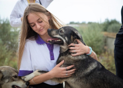 Волонтеры лагеря «Смена» помогут скандально известному приюту для бездомных животных «Добрый мир»