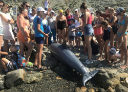 В Анапе пять раз спасли одного и того же дельфина