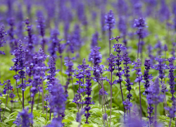 В Анапе впервые высадили шалфей