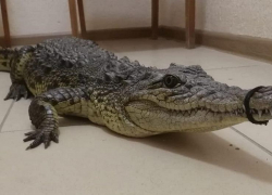 В Витязево под Анапой у уличного фотографа изъяли живого крокодила