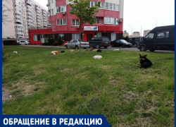 Опять бездомные псы: «Напротив «Красной Площади» агрессивная свора собак бросается на людей»