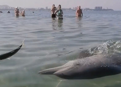 Как ручные: в Анапе дельфины купаются в море вместе с отдыхающими