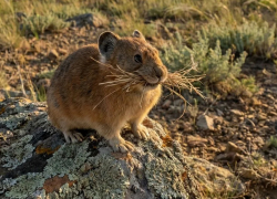 Редкий зверёк степей Анапы, который может исчезнуть
