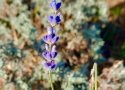 В парке Супсеха под Анапой появится лавандовая роща