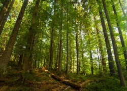 Не полем едины: фермерам Анапы могут передать в аренду лесополосы