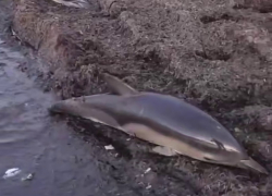 Один погиб: в Анапе произошла трагедия с дельфинами 