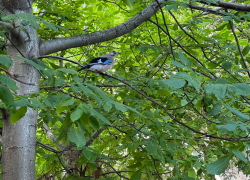 Анапская сойка-пересмешница: диковинная красавица среди птиц