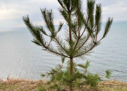 На набережной Анапы сосны, высаженные в третий раз, могут снова не прижиться