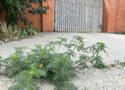 В Анапе стартовал сезон цветения амброзии: как бороться с агрессивным сорняком