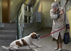 За жестокое обращение с животными в Анапе можно реально угодить в колонию