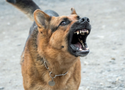 "Намордники надевайте своим шавкам!": анапчанка о недавних случаях нападения собак