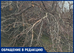 Жители Анапской просят вывезти спиленные ветки с улицы Тургенева