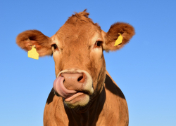 Какое молоко не стоит пить анапчанам: где-то "всплыла" кишечная палочка