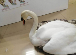 Полиция Анапы разберётся, кто стрелял в лебедя