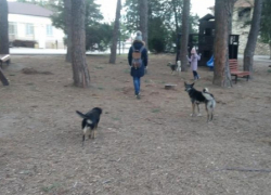 Защищать анапчан от бродячих собак с 1 марта будут по-новому