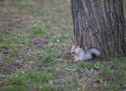 В Белкограде пополнение: пушистые жители осваивают территории