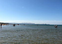 Всемирный день кошек в Анапе будет ветреным и жарким