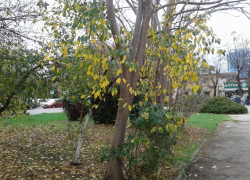 Во Всемирный день компьютерной грамотности в Анапе возможны небольшие дожди