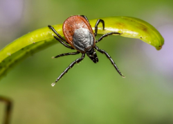 Роспотребнадзор предупреждает анапчан о начале сезона активности клещей 