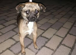 В Анапе найдена очередная "потеряшка": собака нуждается в любви и заботе