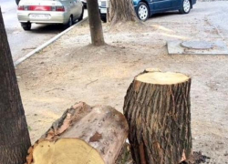 Рядом с Анапой вырубают леса