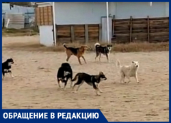 Бродячие собаки стали "визитной карточкой" Анапы