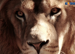 «Спасите наши души»: спустя 25 лет уникальные животные оказались на улице в Анапе