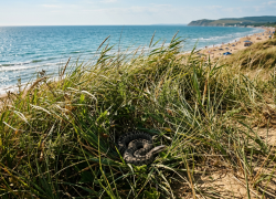 Есть ли змеи в Анапе и опасны ли они
