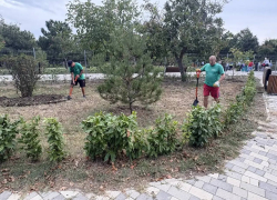 В известном парке Анапы начнут заменять поврежденные деревья