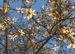 В день ласкового котёнка в Анапе тепло и пасмурно