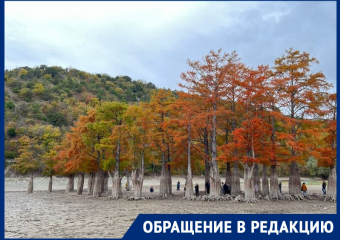 Анапчанка просит усилить контроль за кипарисами