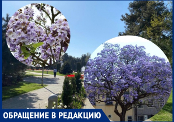 Растение павловния: анапчанин предлагает благоустроить город