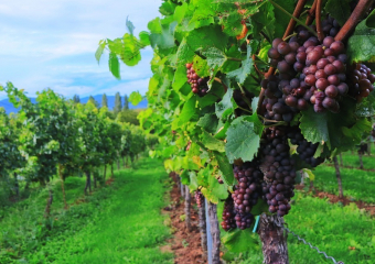  В середине 70-х Анапа давала стране по 40 тысяч тонн винограда