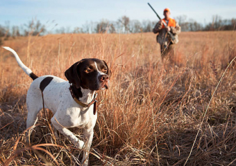 За неправильное содержание своих животных анапских охотников могут лишить свободы на 5 лет