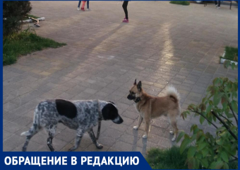 "По Анапе ветер разносит собачьи фекалии": горожанка обеспокоена санитарным состоянием курорта