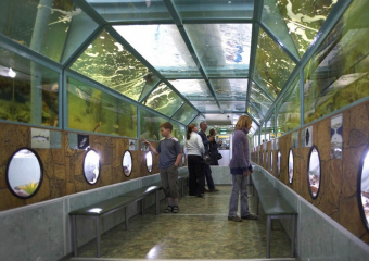 «Батискаф» закрытого режима: суд запретил работу океанариума в Анапе