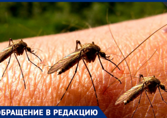 Нашествие комаров: анапчане просят власти обработать  территории