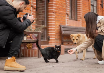 Гладить можно – кормить нельзя: в Анапе сняли запрет на контакт с бездомными животными
