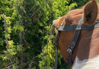 Родители сбитого лошадью мальчика потребовали 50 тысяч