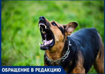 «Устроили псарню во дворе многоквартирных домов»: бездомные собаки «кошмарят» жителей хутора