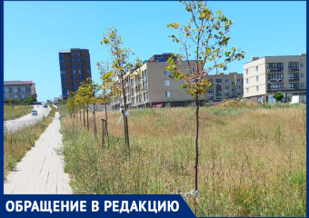 «Улицу совершенно забросили»: анапчанка о засыхающих липах и грязной дороге на бульваре Меньшикова