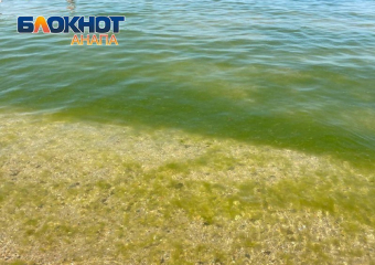 Мэрия Анапы: скопление водорослей в море — нормальное явление