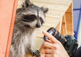 Почему экзотические животные в Анапе после фотосезона оказываются на помойке