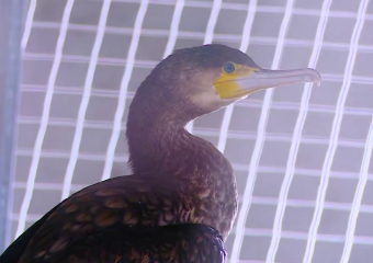 Более 30 птиц готовят выпустить в Анапе из Центра реабилитации 