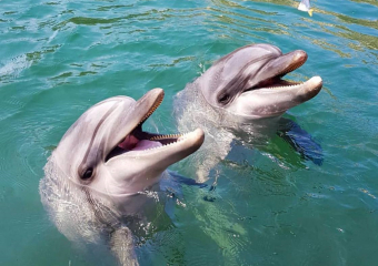 В Анапе отмечают Всемирный день китов и дельфинов 