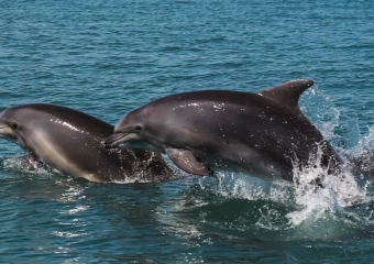 Как нам дельфинов спасти – прогнозируется рост смерти морских красавцев у берегов Анапы