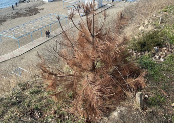 «Дело о пожелтевших соснах» на 18 млн рублей рассматривают в суде